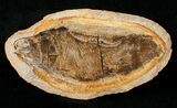 Boreosomus Fossil Fish From Madagascar - Triassic #16746-2